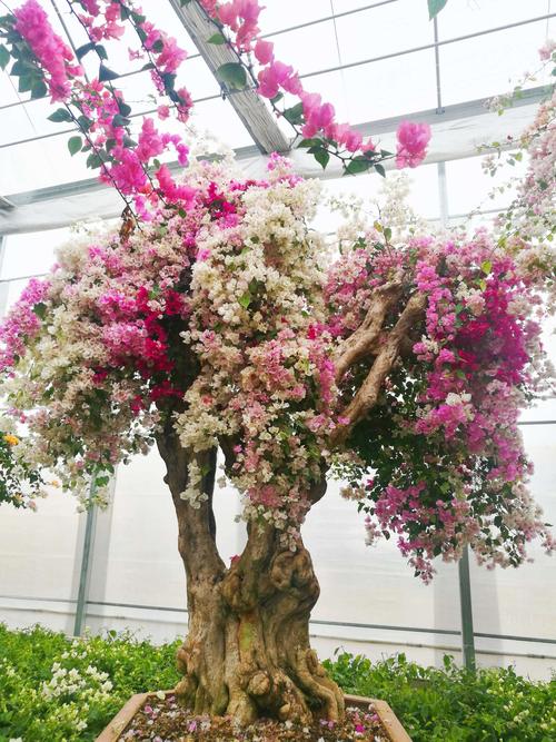 包小瘦系列（全） 快播国自拍产视频下载